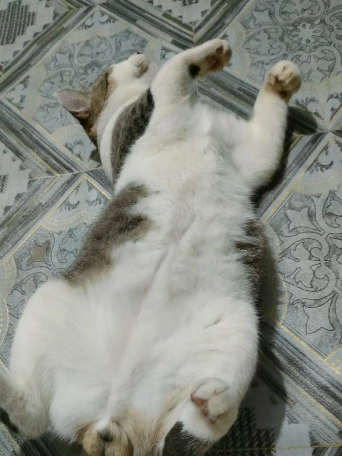 Hommy 1